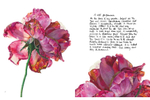 Rosie Sanders' Roses: A Celebration In Botanical Art