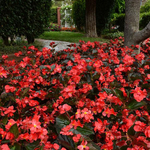 Бегония Мегаватт Red бронзовый лист Megawatt Red Bronze Leaf (Бег 2)