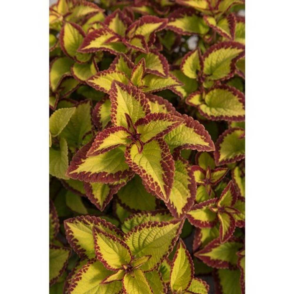 Velvet колеус