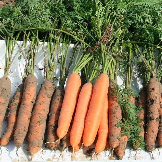 Норвегия F1 семена моркови нантской (Bejo / ALEXAGRO) культура – фото 2