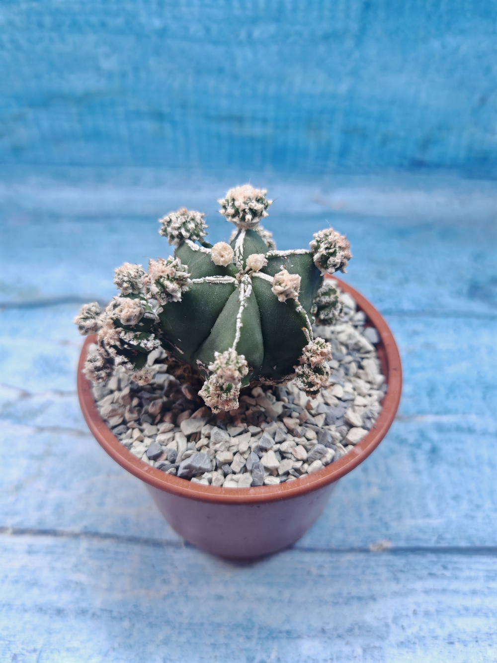 Astrophytum Myriostigma "Hakujo Fukuryu" (Астрофитум)