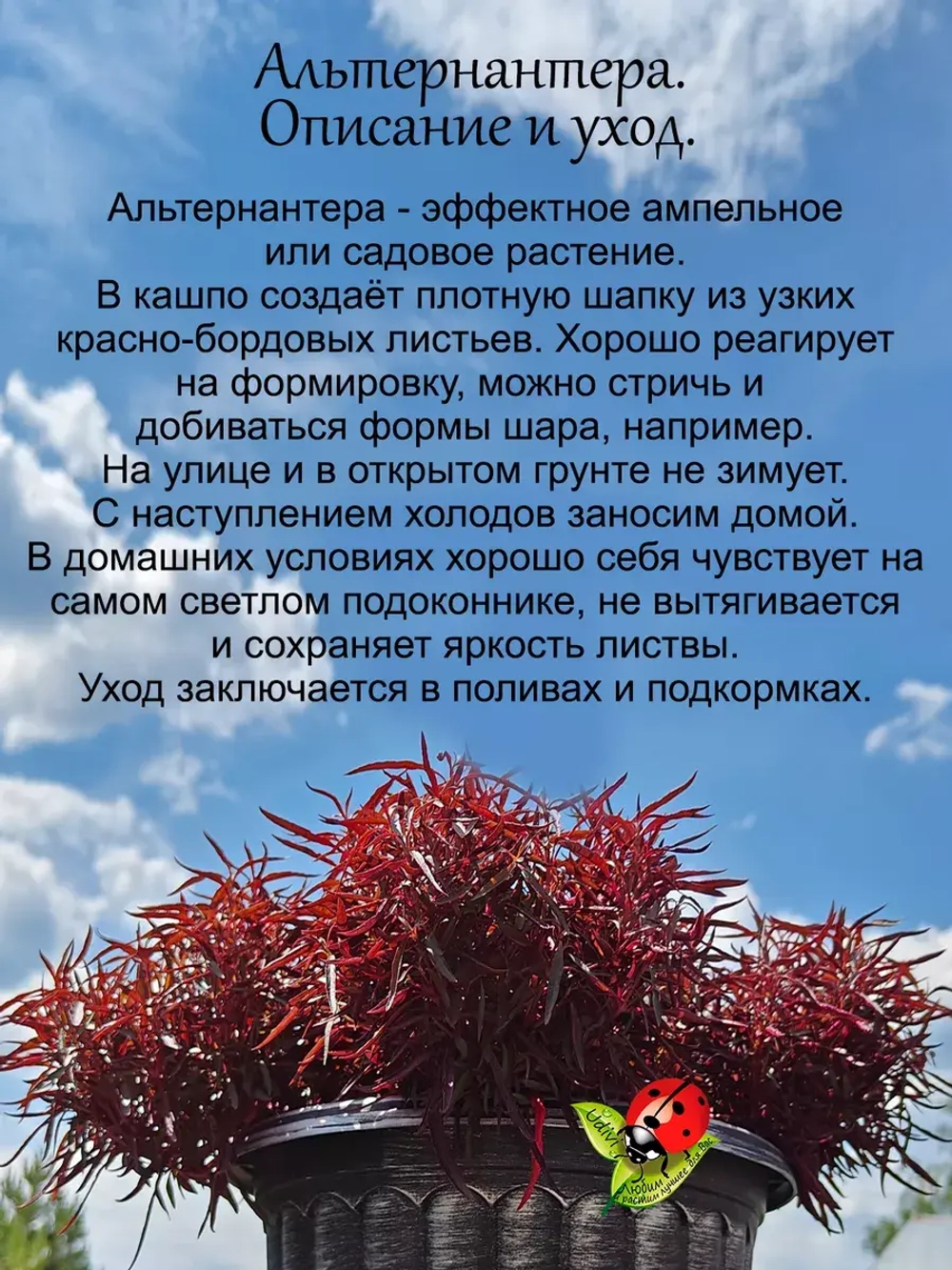 Альтернантера Сесилия Рубра