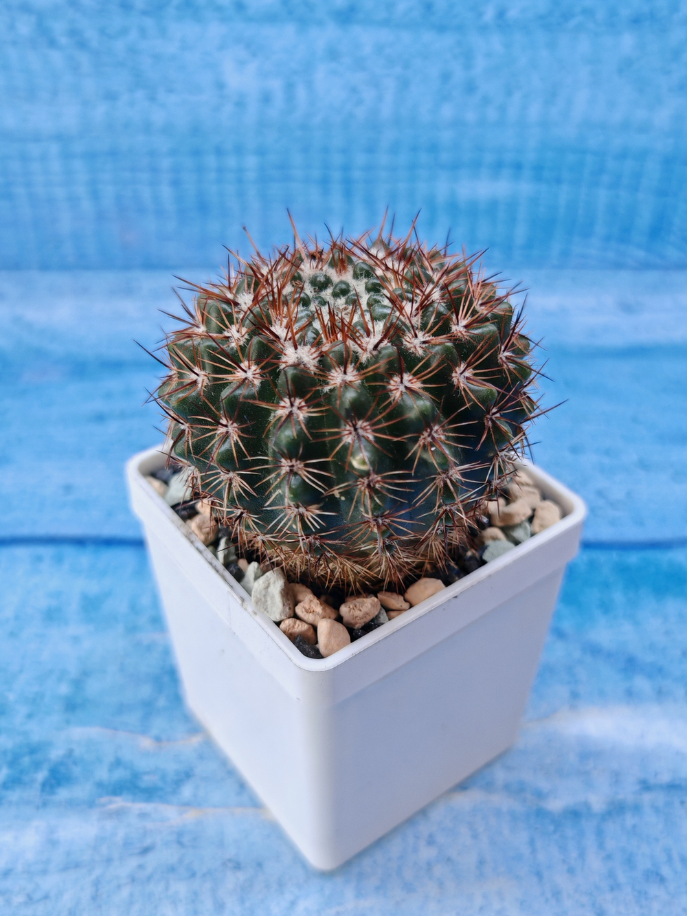 Notocactus Submammulosus (Нотокактус)