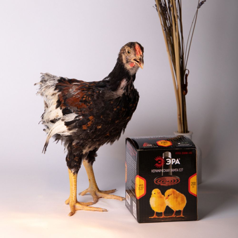 Инфракрасная лампа ЭРА CeramiHeat FITO-50W-НQ керамическая для брудера, рептилий 50 Вт Е27 | Инфракрасные лампы