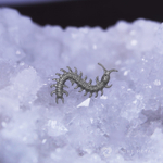 Scolopendra