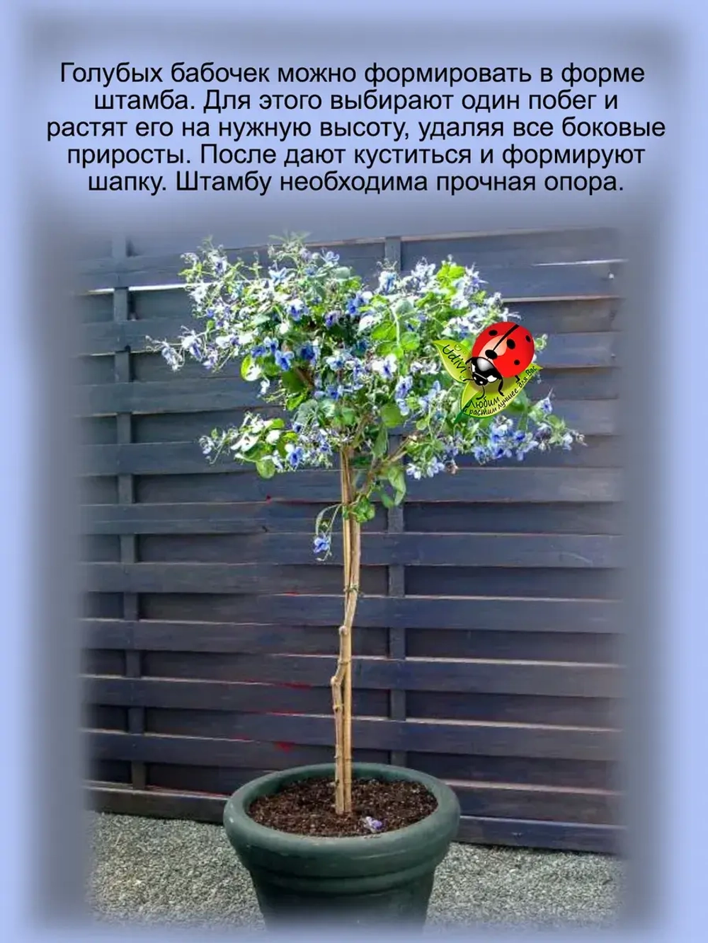Клеродендрум угандийский Голубые бабочки