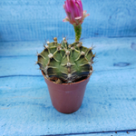 Gymnocalycium Friedrichii (Гимнокалициум)