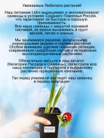 Ирис Джеральд Дарби разноцветный