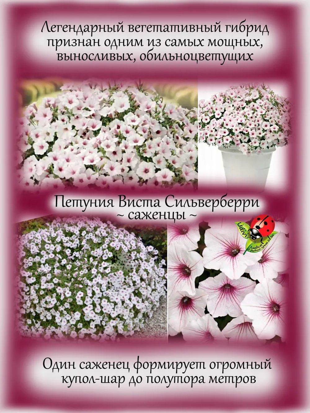 Петуния Виста Сильверберри Серебряная ягодка