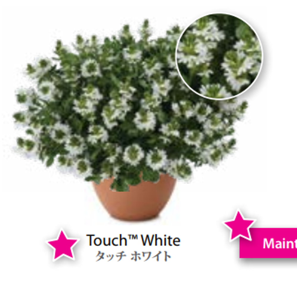 ЕВРО Сцевола White Touch укорененный ЕВРО черенок февраль поставка 11
