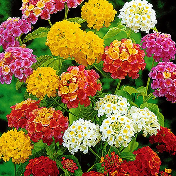Лантана сводчатая (Lantana Camara) микс семена 5 шт.