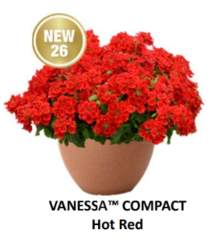 ЕВРО Вербена Vanessa Compact Hot Red укорененный ЕВРО черенок февраль поставка 21