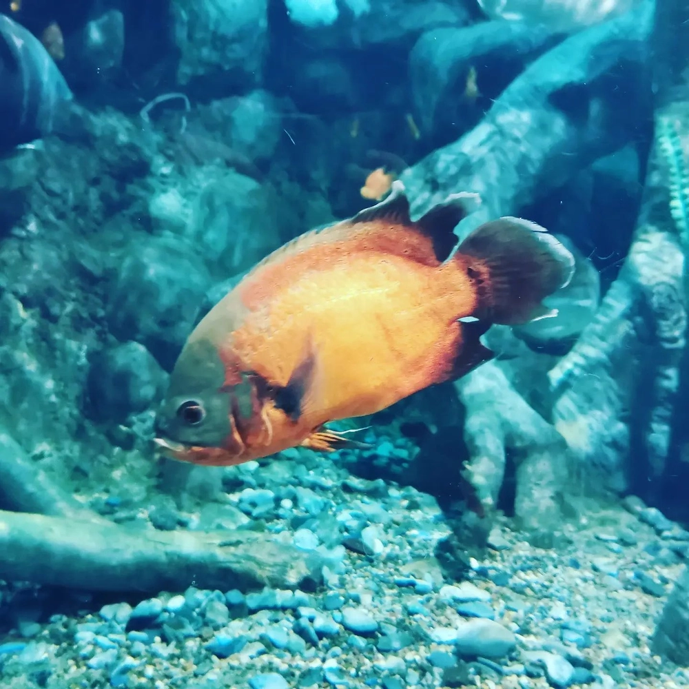 Rib