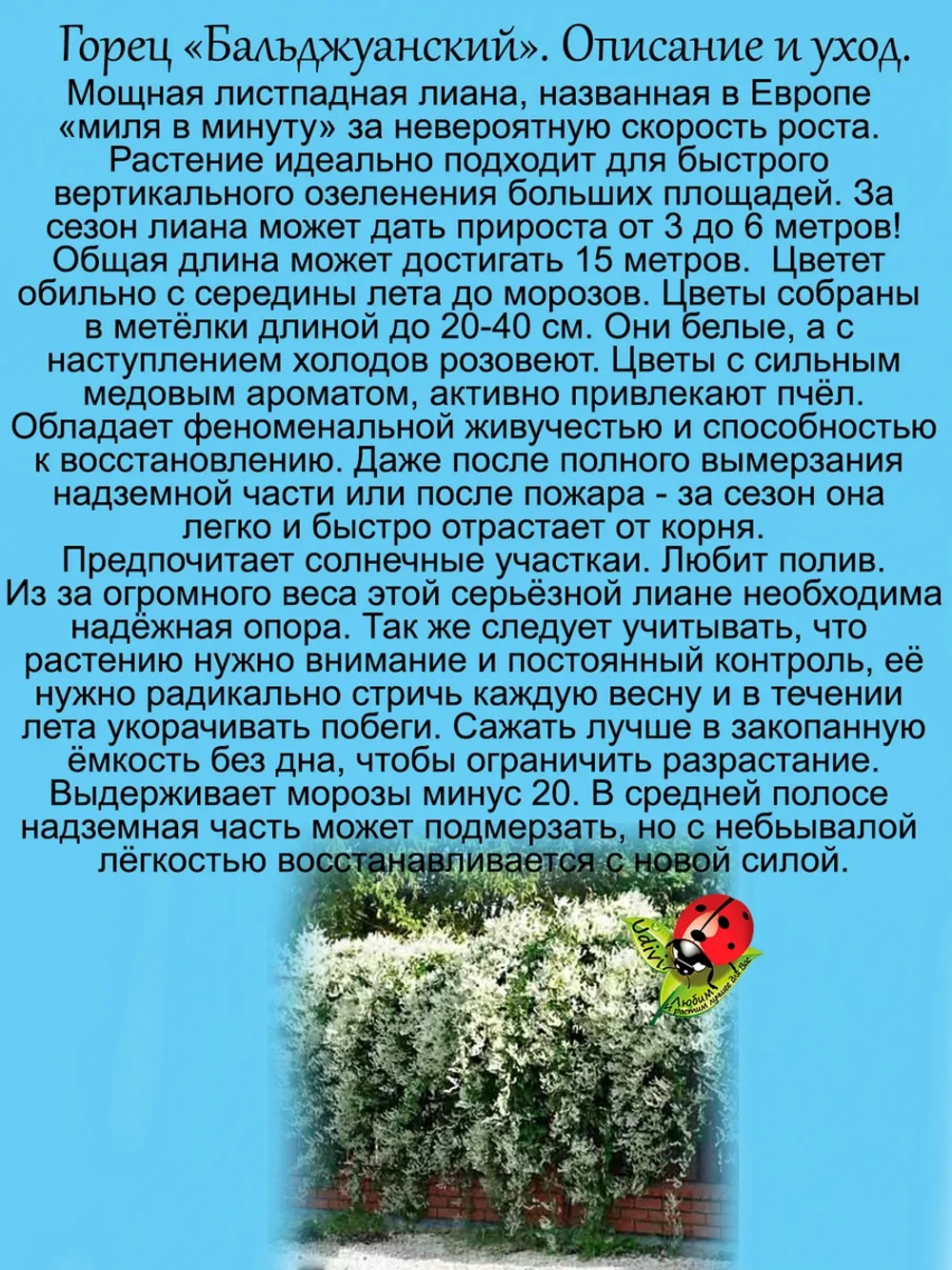 Горец Бальдужанский мощная лиана