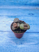 Lithops sp. (Литопсы)