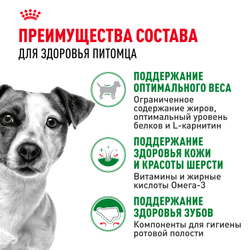 Royal Canin Mini Adult Корм сухой для взрослых собак мелких размеров от 10 месяцев - 8 кг