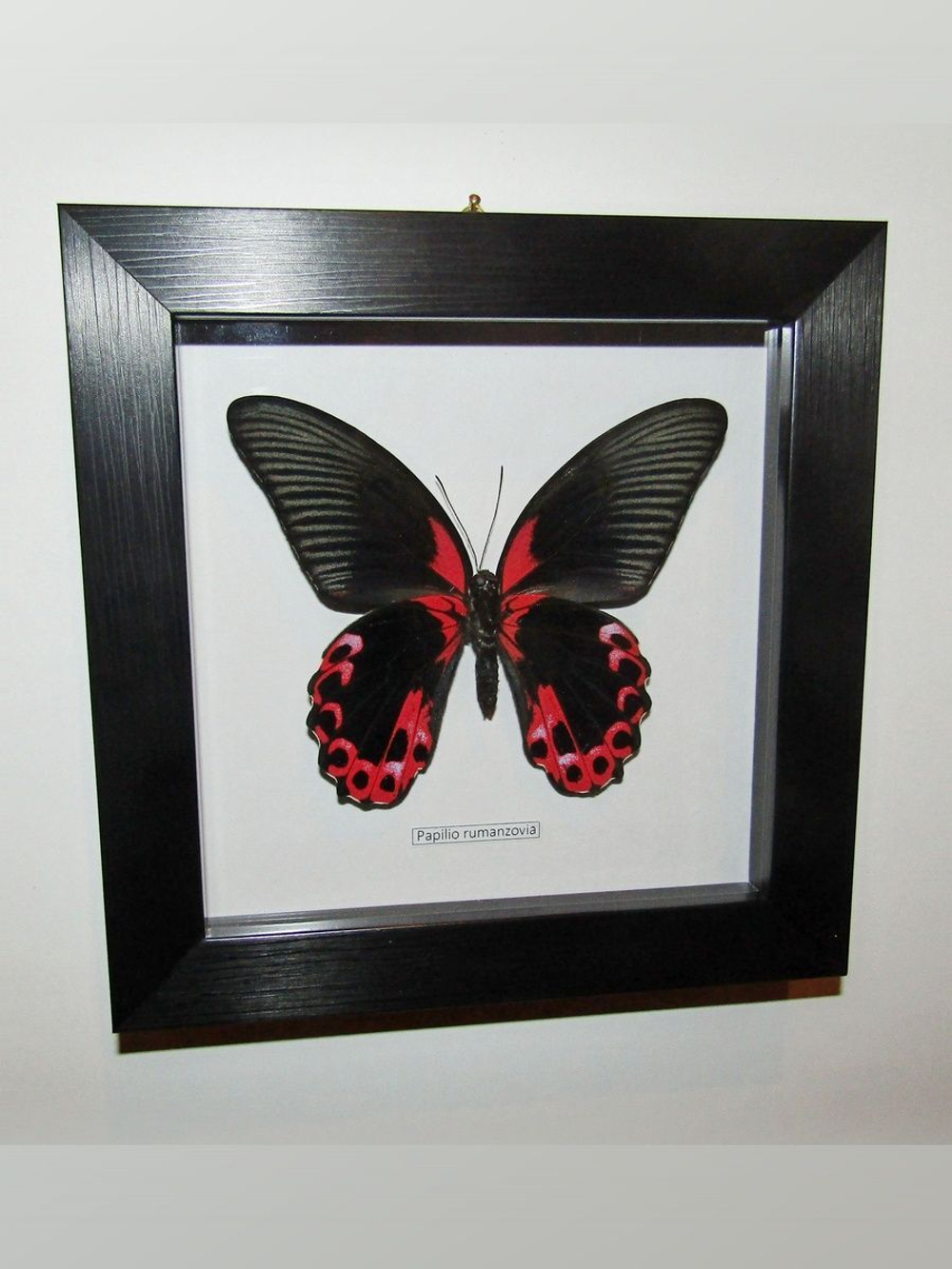 Бабочка Papilio rumanzovia в рамке