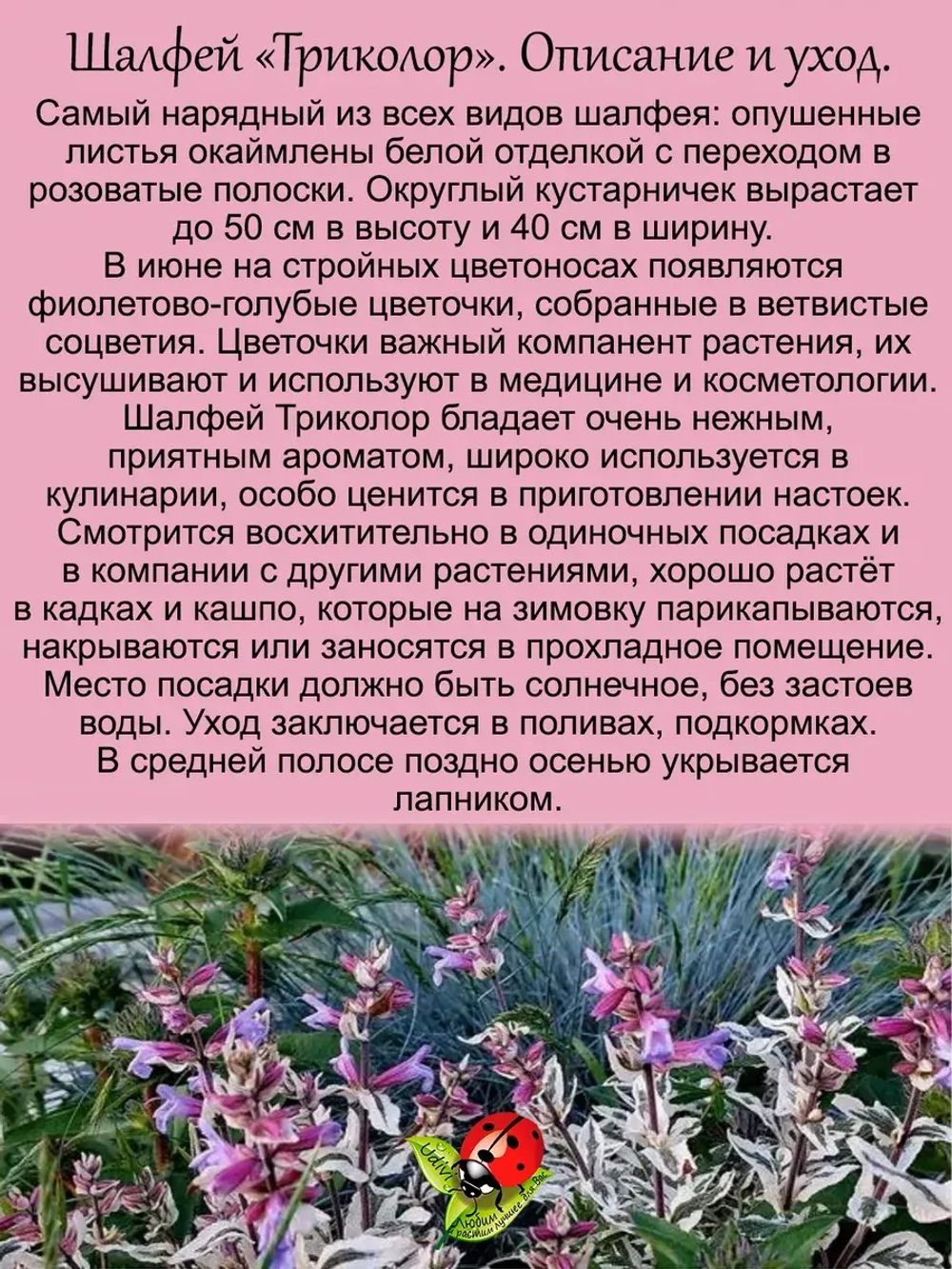 Шалфей Триколор вариегатный