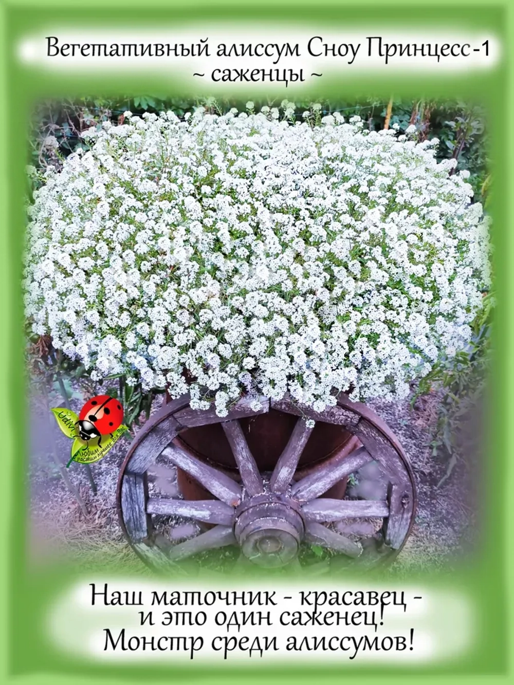 Алиссум вегетативный Сноу Принцесс мощный быстрорастущий