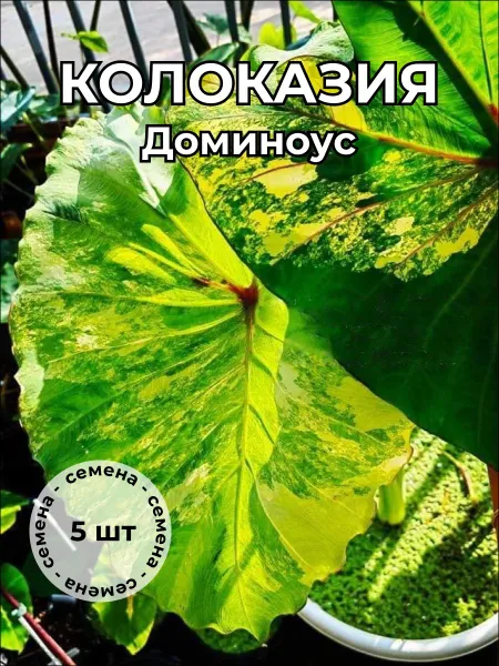 Колоказия "Доминоус" — семена, 5 шт.