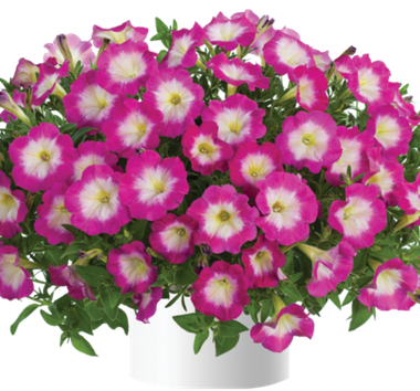 32234 Петуния CASCADIAS FANTASY HOT PINK IMP. - горшок 0,5л(P9)