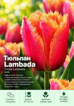 Тюльпан Lambada