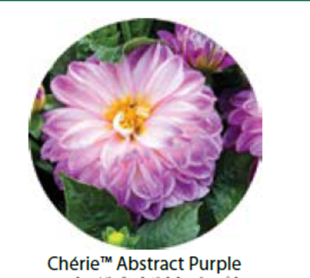 ЕВРО Георгина Cherie Abstract Purple укорененный ЕВРО черенок НАЧАЛО ЯНВАРЯ поставка 5