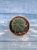 Euphoria Obesa (Эуфорбия)
