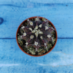 Gymnocalycium Friedrichii (Гимнокалициум)