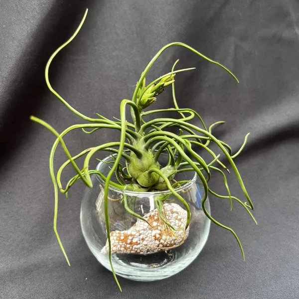 Тилландсия Bulbosa clump, атмосферное растение