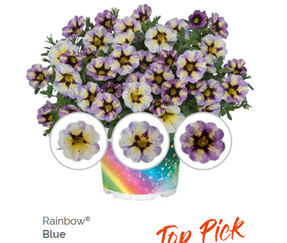 Калибрахоа Rainbow Blue укорененный черенок ОКС