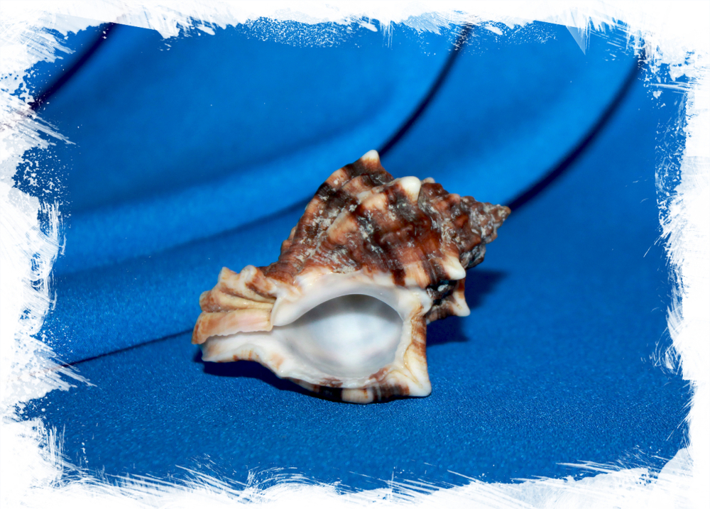Hexaplex trunculus