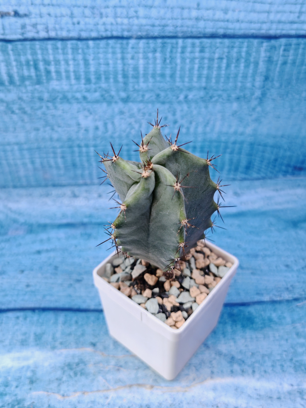 Lemaireocereus Pruinosus (Лемэроцереус)