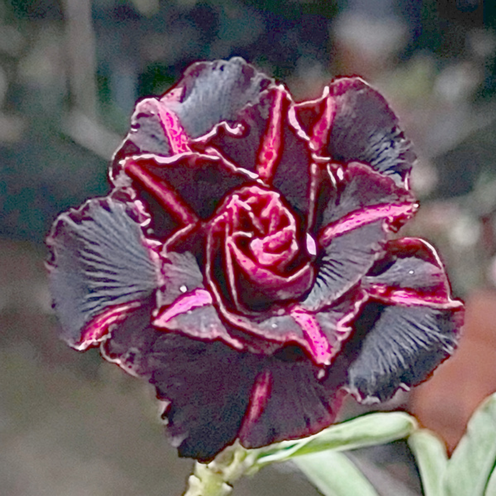Адениум BLACK RUBY