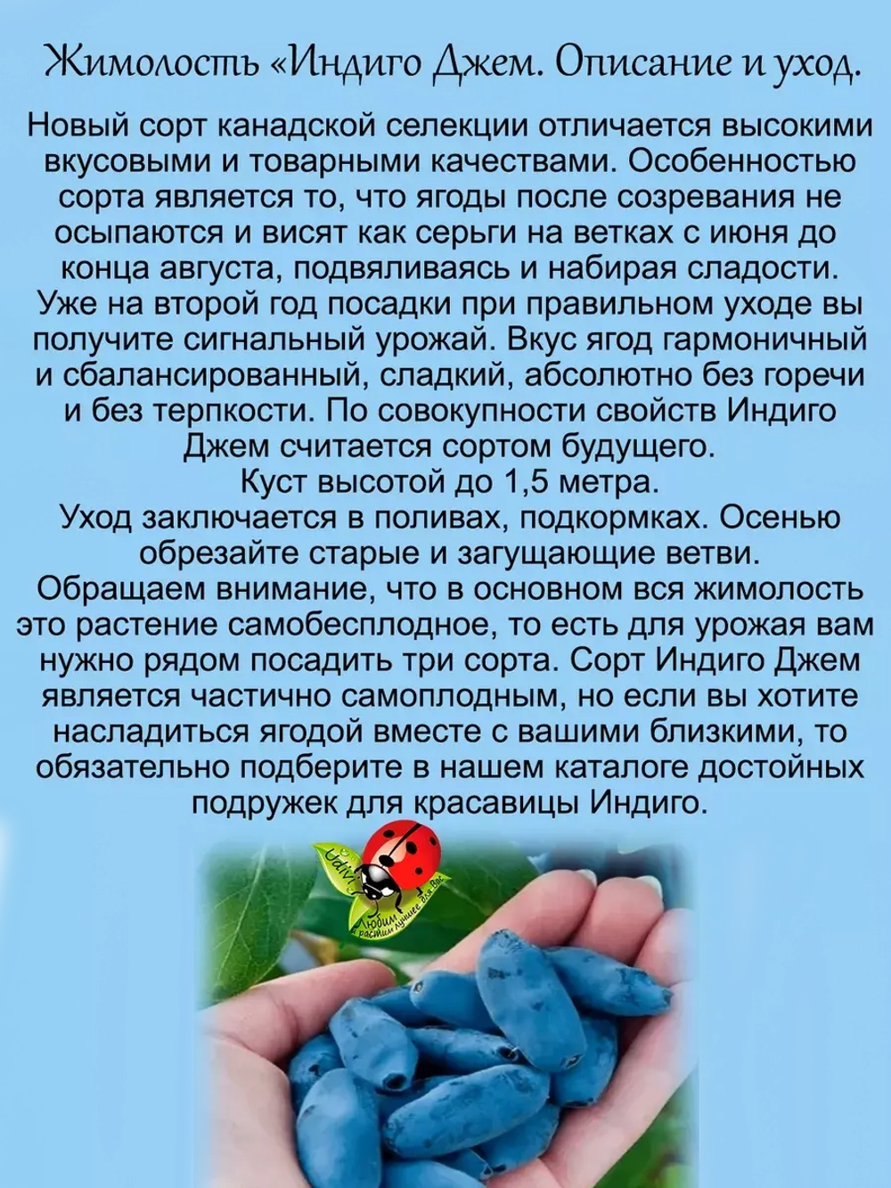 Жимолость Индиго Джем канадская (сорт будущего)