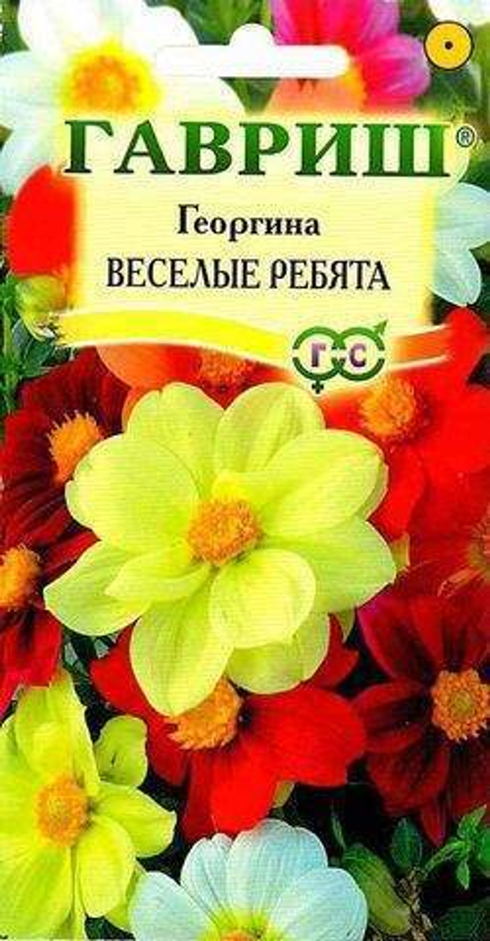 Георгина Веселые ребята
