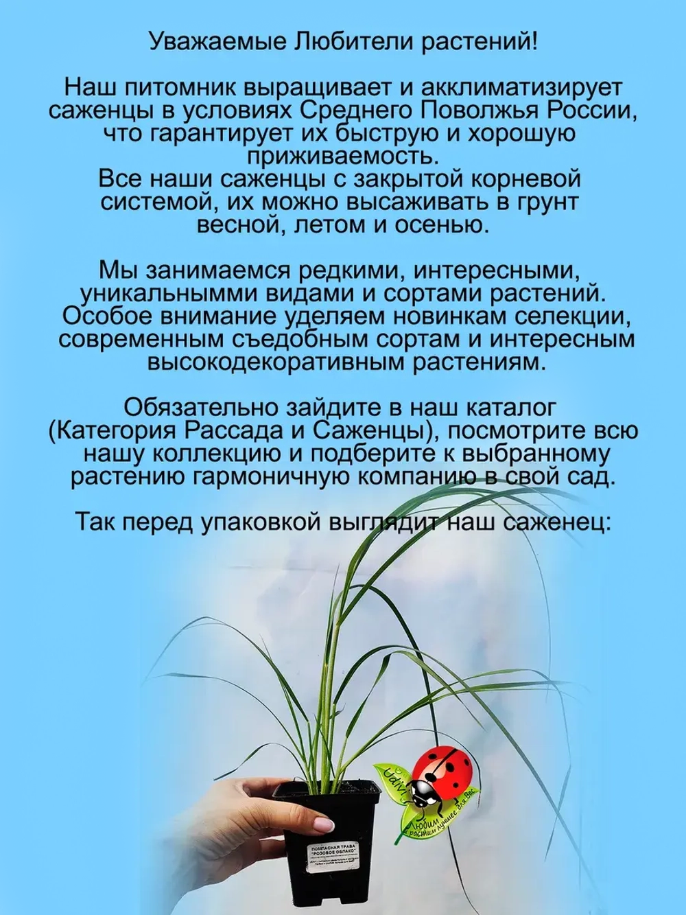 Злак Пампасная трава Розовое облако