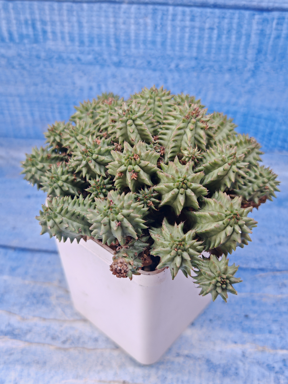 Euphorbia Suzannae (Эуфорбия)