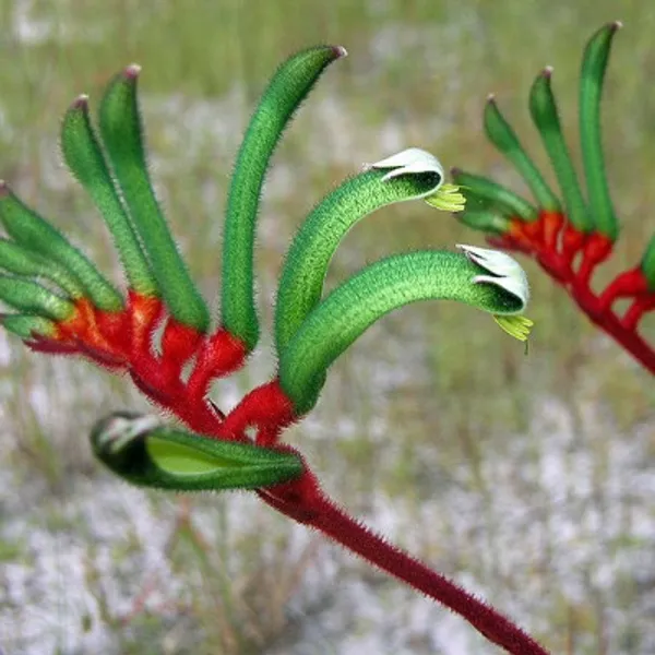 Anigozanthos Manglesii (Анигозантос Мэнглза) семена 3 шт