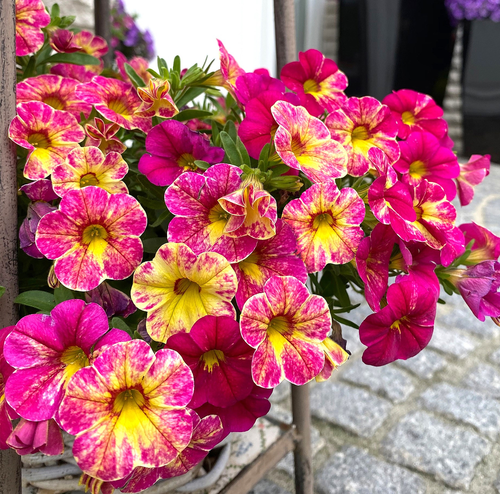 ЕВРО Калибрахоа CHAMELEON Pink Splash укоренный черенок февраль поставка 17