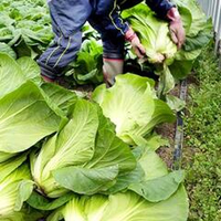 Хиросимана - Сладкая Японская Листовая Капуста - 広島菜 - Hiroshimana Cabbage