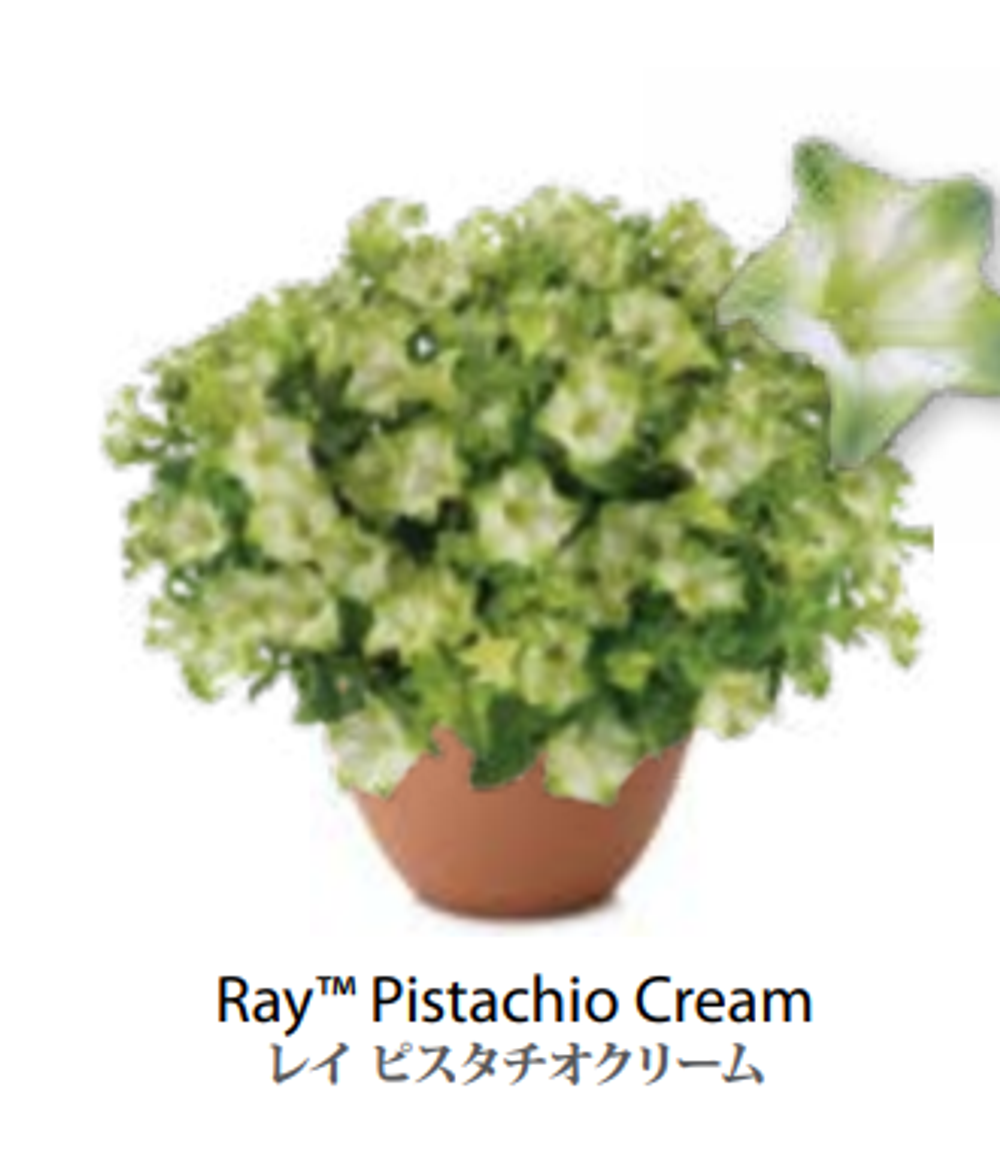 ЕВРО Петуния RAY Pistachio Cream ЕВРО укорененный черенок ФЕВРАЛЬ поставка 16