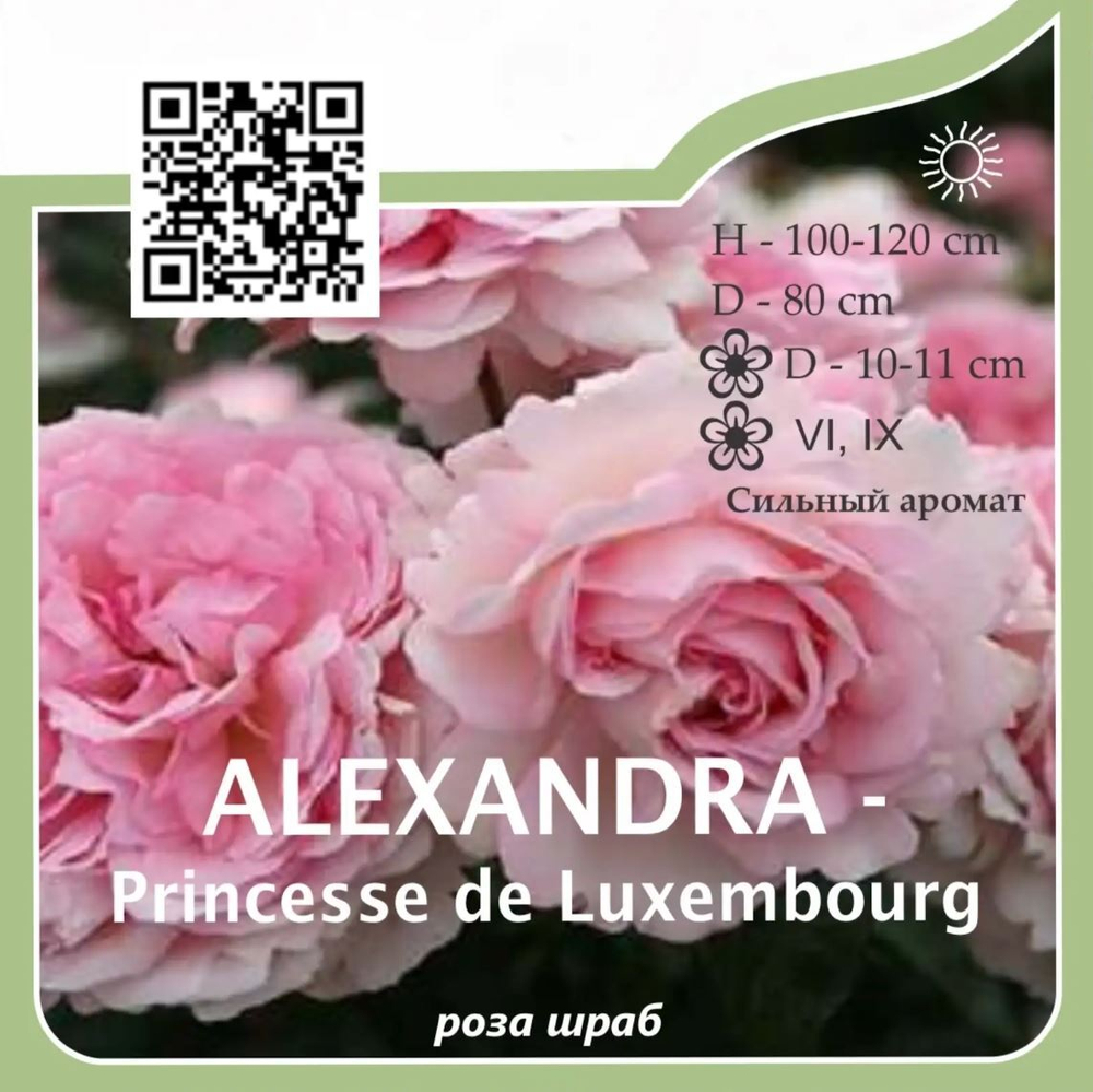Роза шраб "Alexandra Princesse de Luxembourg"