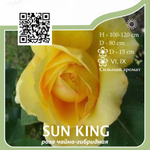 Роза чайно-гибридная "Sun King"