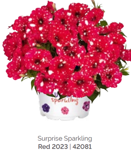 Петуния Sparkling Red укорененный черенок ОКС февраль 26 Dummen Orange