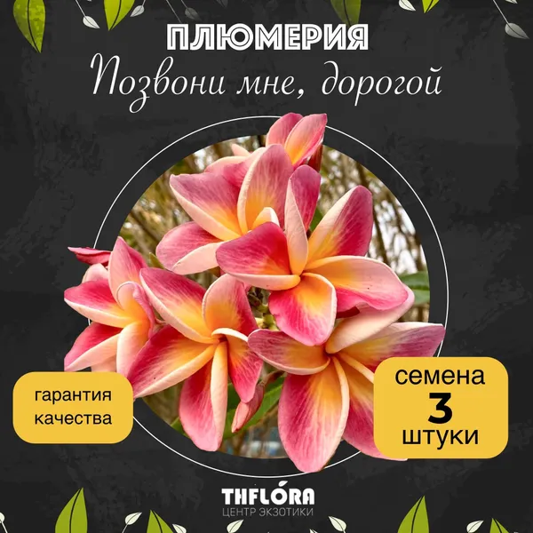 Плюмерия "Позвони мне, дорогой" семена 3 штуки