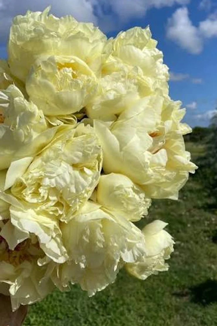 Paeo Lemon Chiffon 3/5. почек