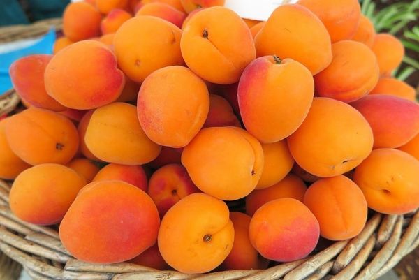 Купить свежие абрикосы Купить свежие абрикосы