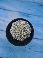 Astrophytum Asterias (Астрофитум)
