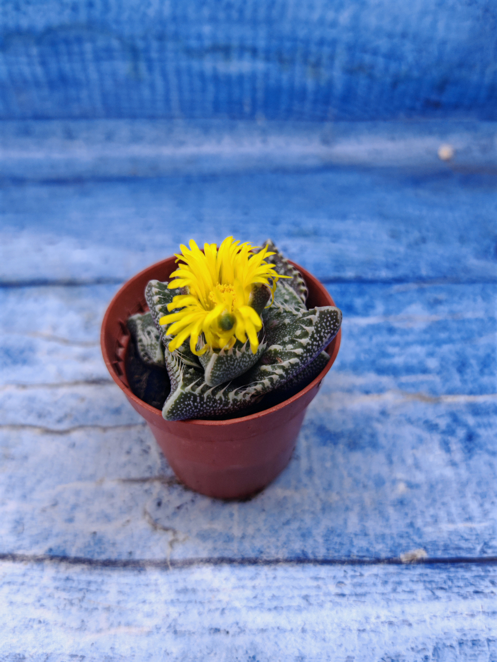 Faucaria Tuberculosa (Фаукария)